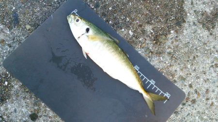 メタルジグで夏タチ！まさかの尺アジも！