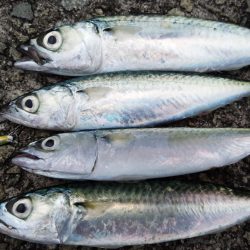 メバリングからサバゲー