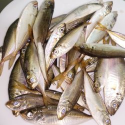 サビキで何とか