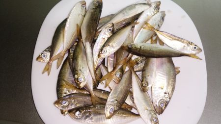 サビキで何とか