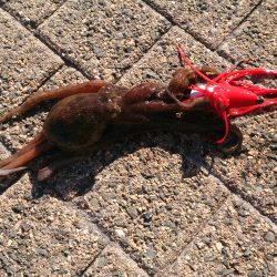 春木ベランダでアジ＆サバ＆ガシラ＆タコ