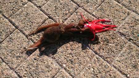 春木ベランダでアジ＆サバ＆ガシラ＆タコ