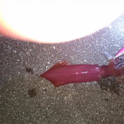 夏アオリを探して！