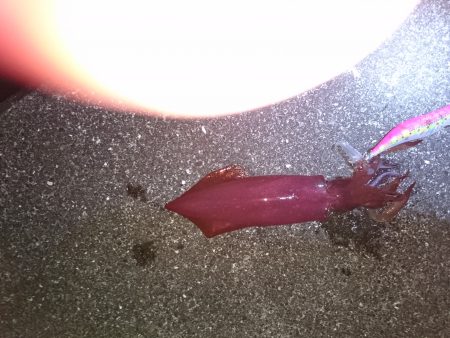 夏アオリを探して！