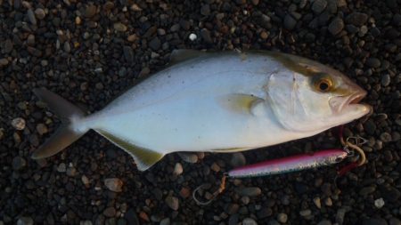 ショアジギング釣行