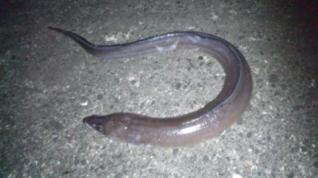 夜、アナゴ釣り