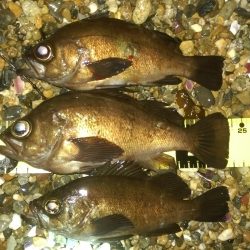 判で押した様に