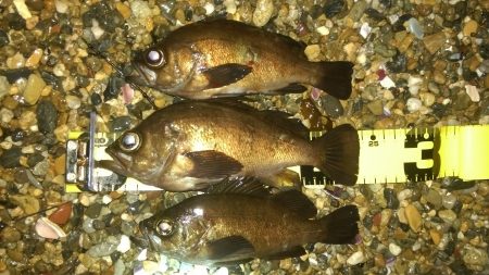 判で押した様に