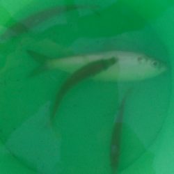 豆アジ釣れだしました