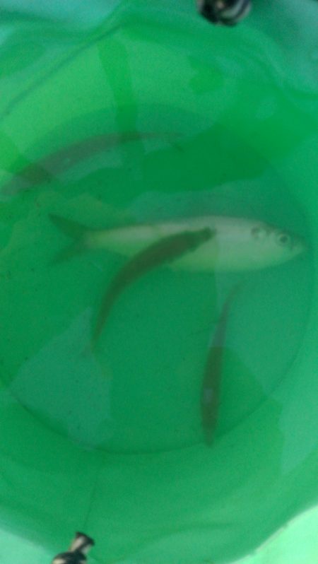 豆アジ釣れだしました