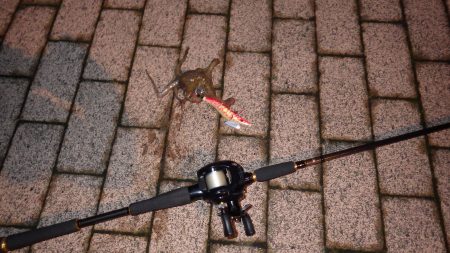 エルマール：タコ好調､宮津湾：マゴチポツポ…