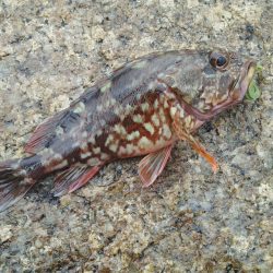 地磯でロックフィッシュ！