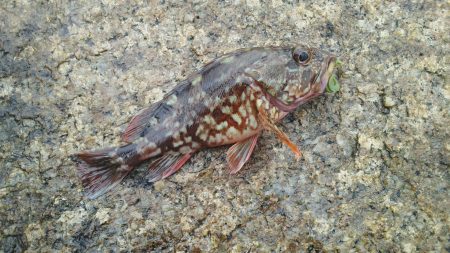 地磯でロックフィッシュ！