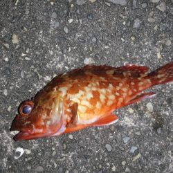 今週もコロダイ狙いで、行って来ましたが残念