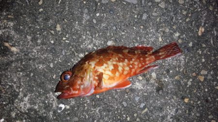 今週もコロダイ狙いで、行って来ましたが残念…