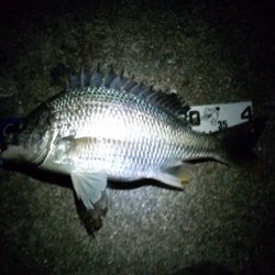 鱗付け釣行です♪