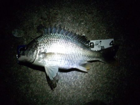 鱗付け釣行です♪