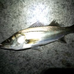 キビシイ〜1日でした？