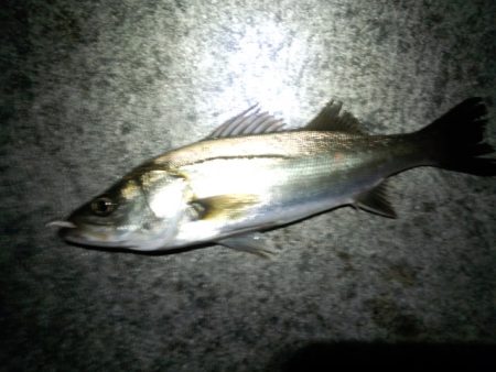 キビシイ〜1日でした？