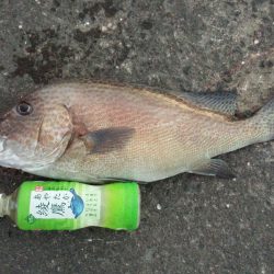 サイズアップコロダイ狙いで、行って来ました。