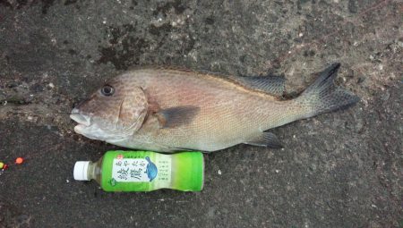 サイズアップコロダイ狙いで、行って来ました…