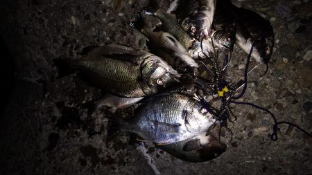 チヌ釣りに沖向きテトラに釣行
