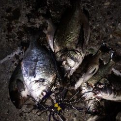 チヌ釣りに沖向きテトラに釣行