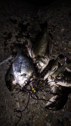 チヌ釣りに沖向きテトラに釣行