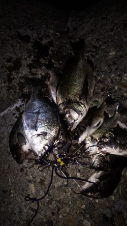 チヌ釣りに沖向きテトラに釣行