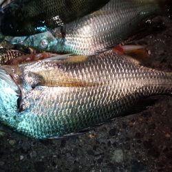 助松埠頭　チヌ大漁!!