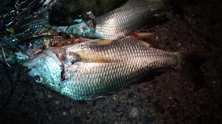 助松埠頭　チヌ大漁!!