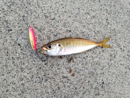 デイ豆アジング