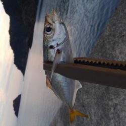 日本海アジング