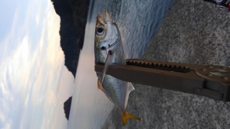 日本海アジング