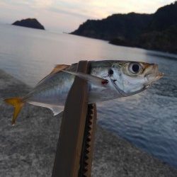 日本海アジング