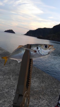 日本海アジング