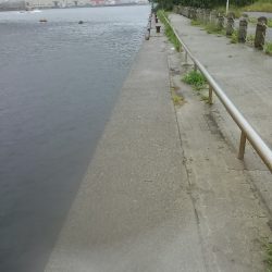 小松埠頭でタコ