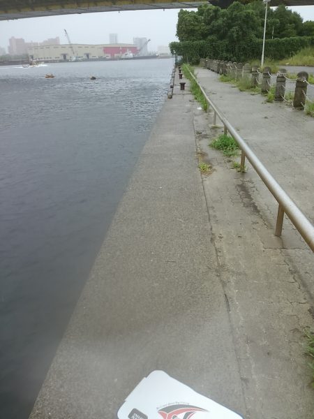 小松埠頭でタコ