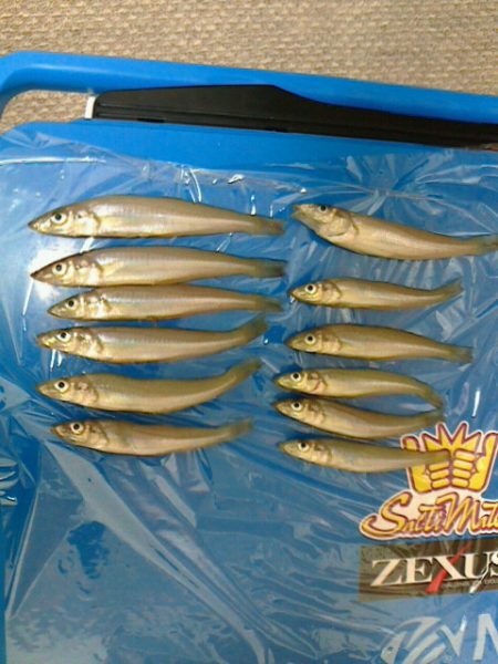 ２回目の投げ釣り