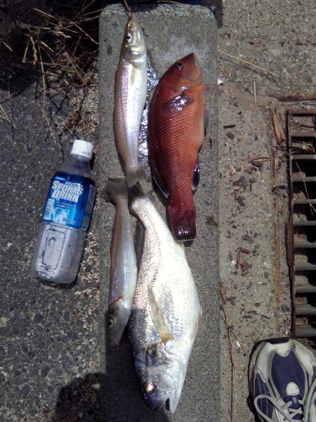 いろいろつれました