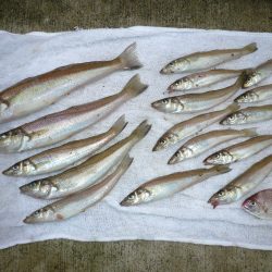 洲本砂場でキス狙い