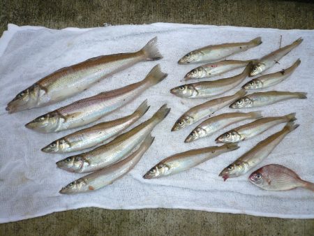 洲本砂場でキス狙い