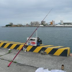 西淡・南淡釣査後志筑でピンギス釣り