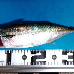 連敗脱出！大サバ釣行！