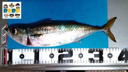 連敗脱出！大サバ釣行！