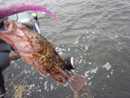 シーバス調査でガシラ