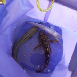 海水浴でチョイ投げ