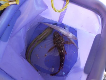 海水浴でチョイ投げ