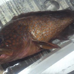 ガシラかと思ったらアコウでした。