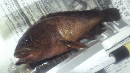 ガシラかと思ったらアコウでした。